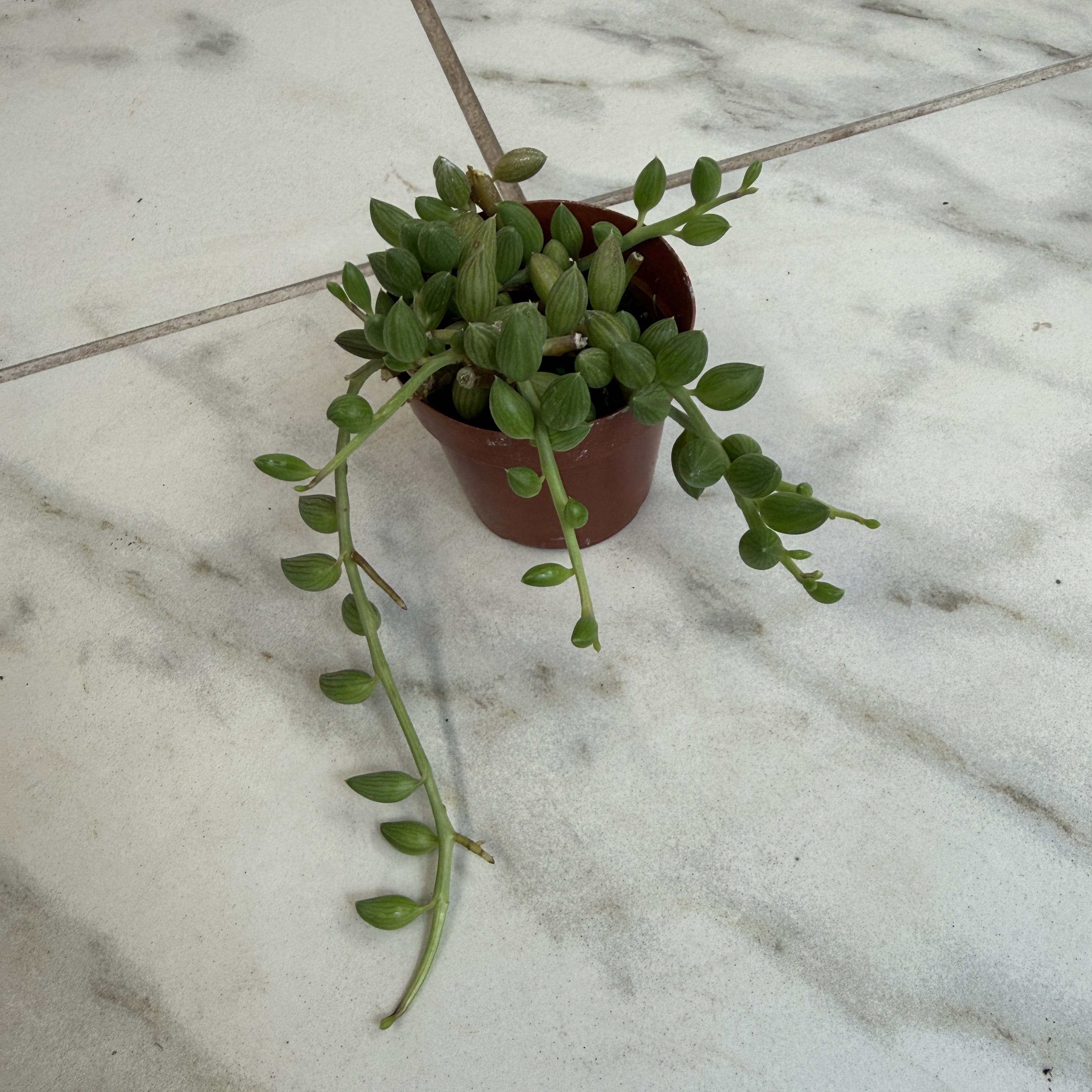 Herreianus String of Watermelons, 2" Plant live plant - additional view 2