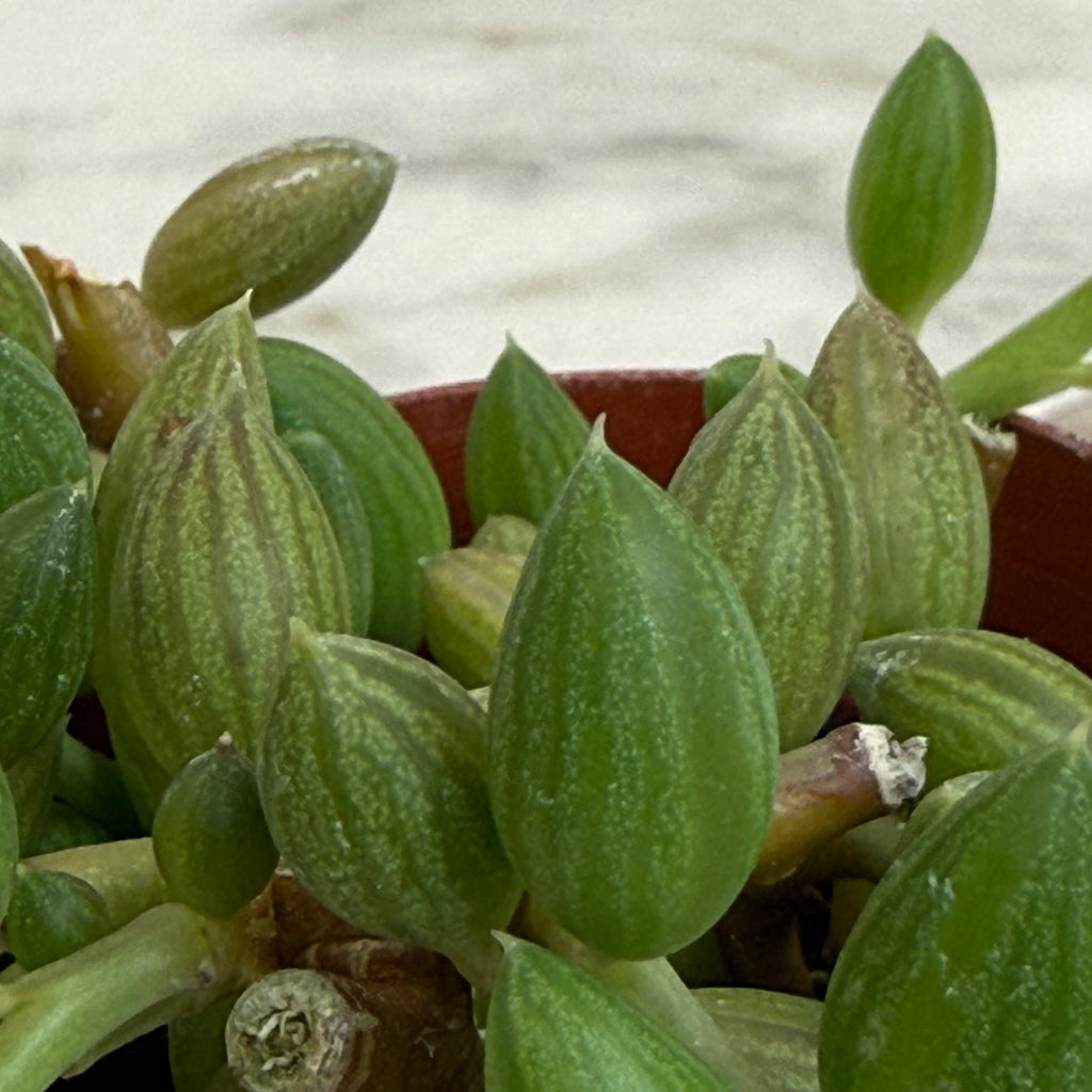 Herreianus String of Watermelons, 2" Plant live plant - additional view 3