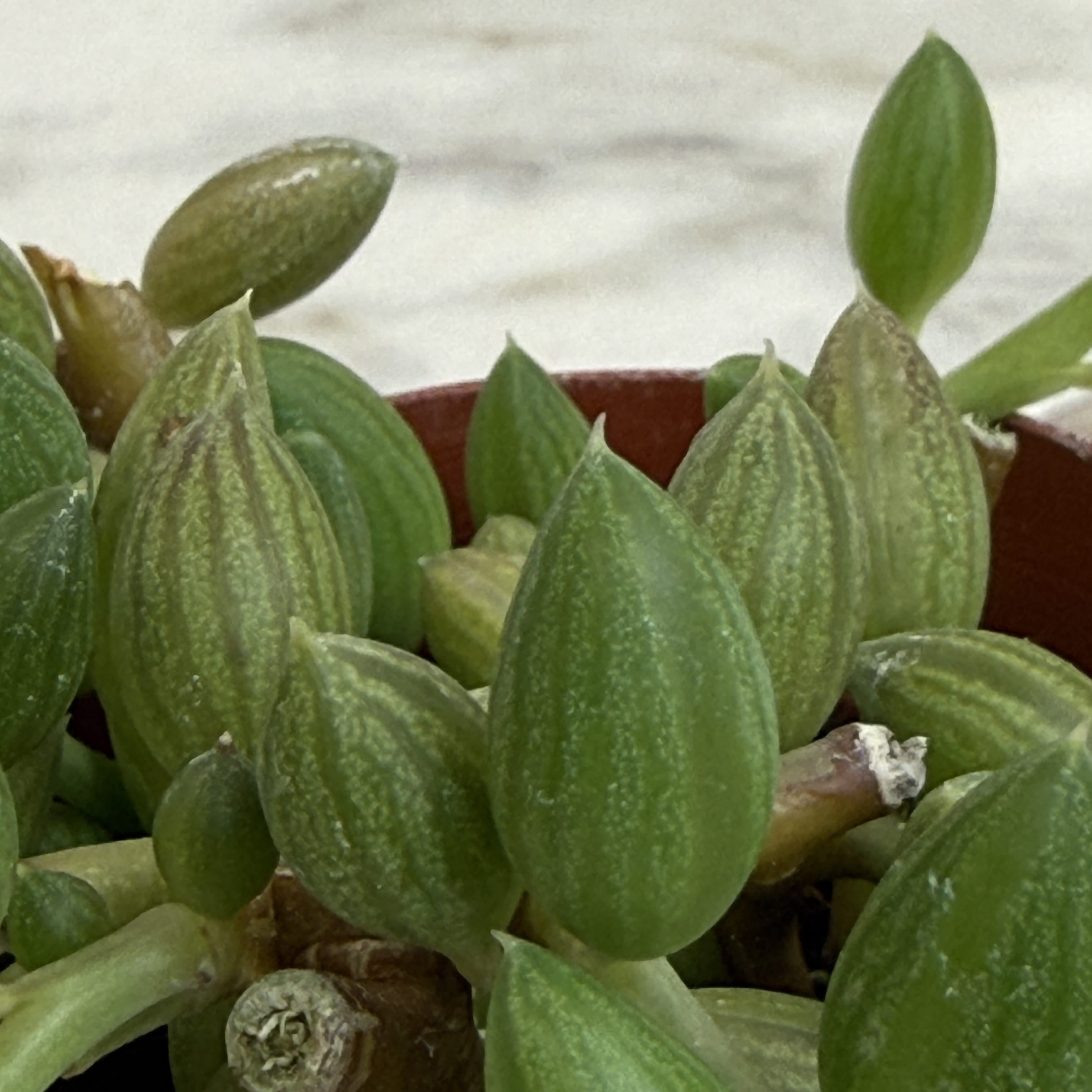 Herreianus String of Watermelons, 2" Plant live plant - additional view 3
