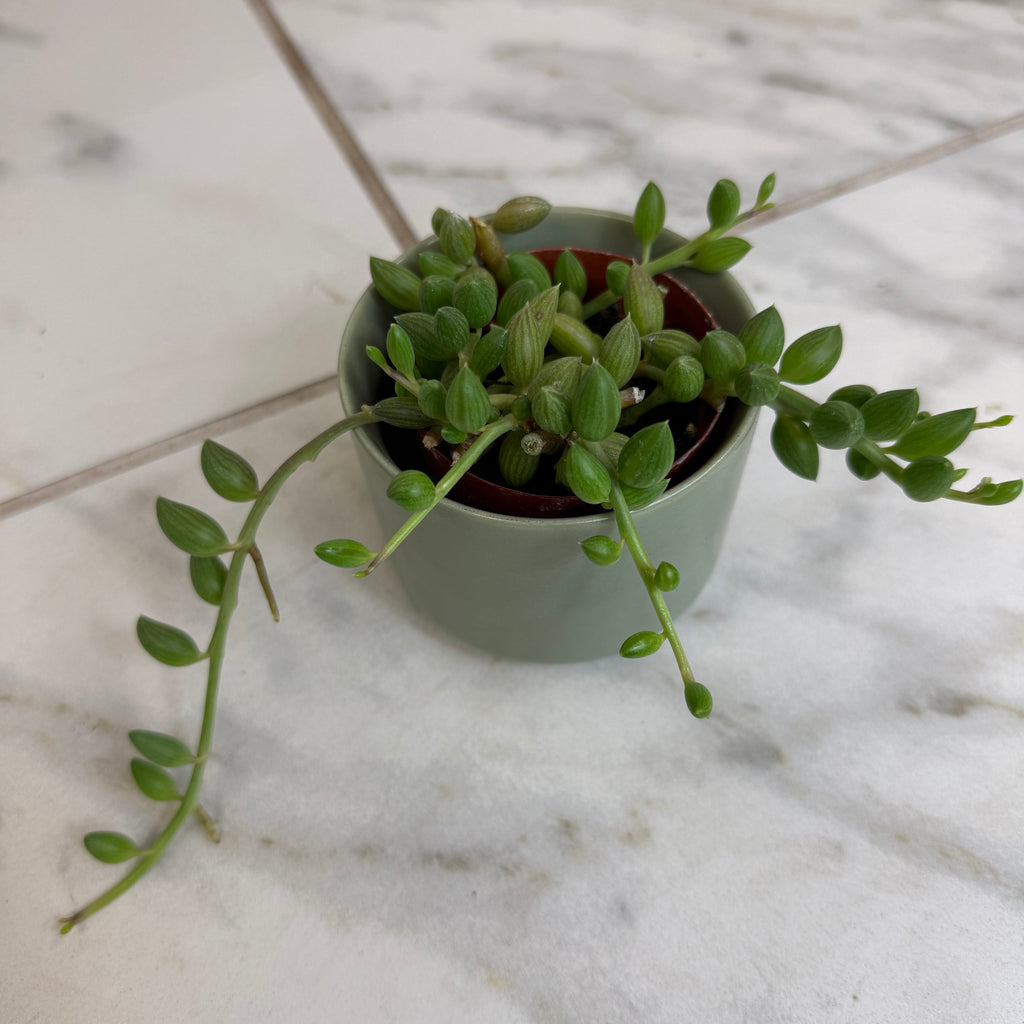 Herreianus String of Watermelons, 2" Plant live plant - additional view 5