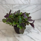 Tradescantia Sillamontana Purple Teddy Bear Vine, 6" Plant live plant