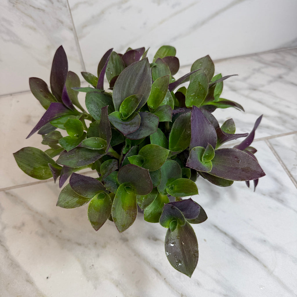 Tradescantia Sillamontana Purple Teddy Bear Vine, 6" Plant live plant - additional view 2