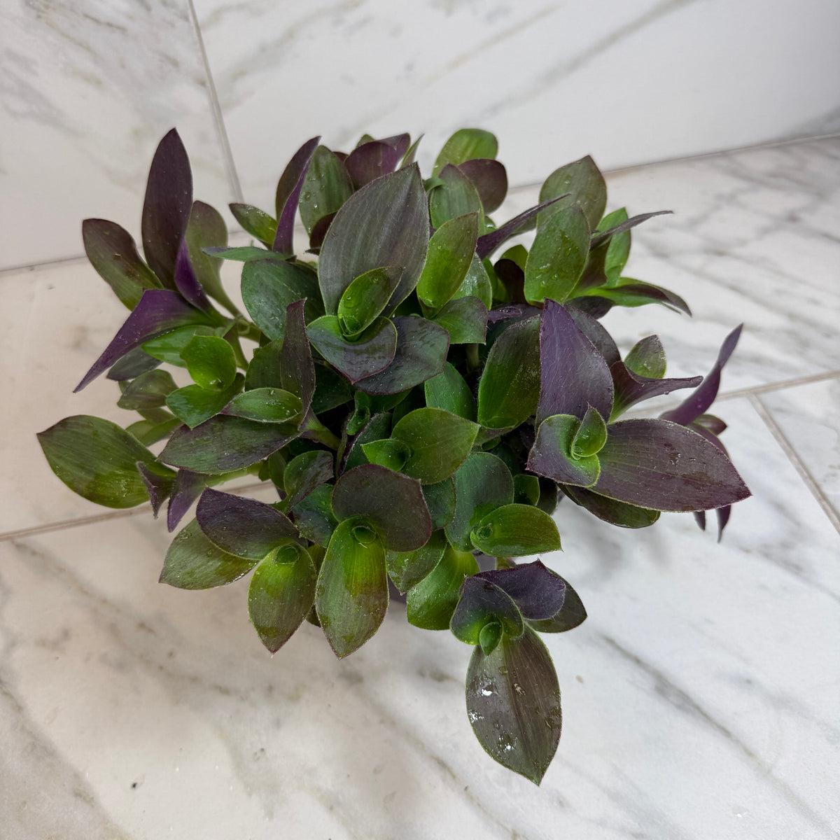 Tradescantia Sillamontana Purple Teddy Bear Vine, 6" Plant live plant - additional view 2