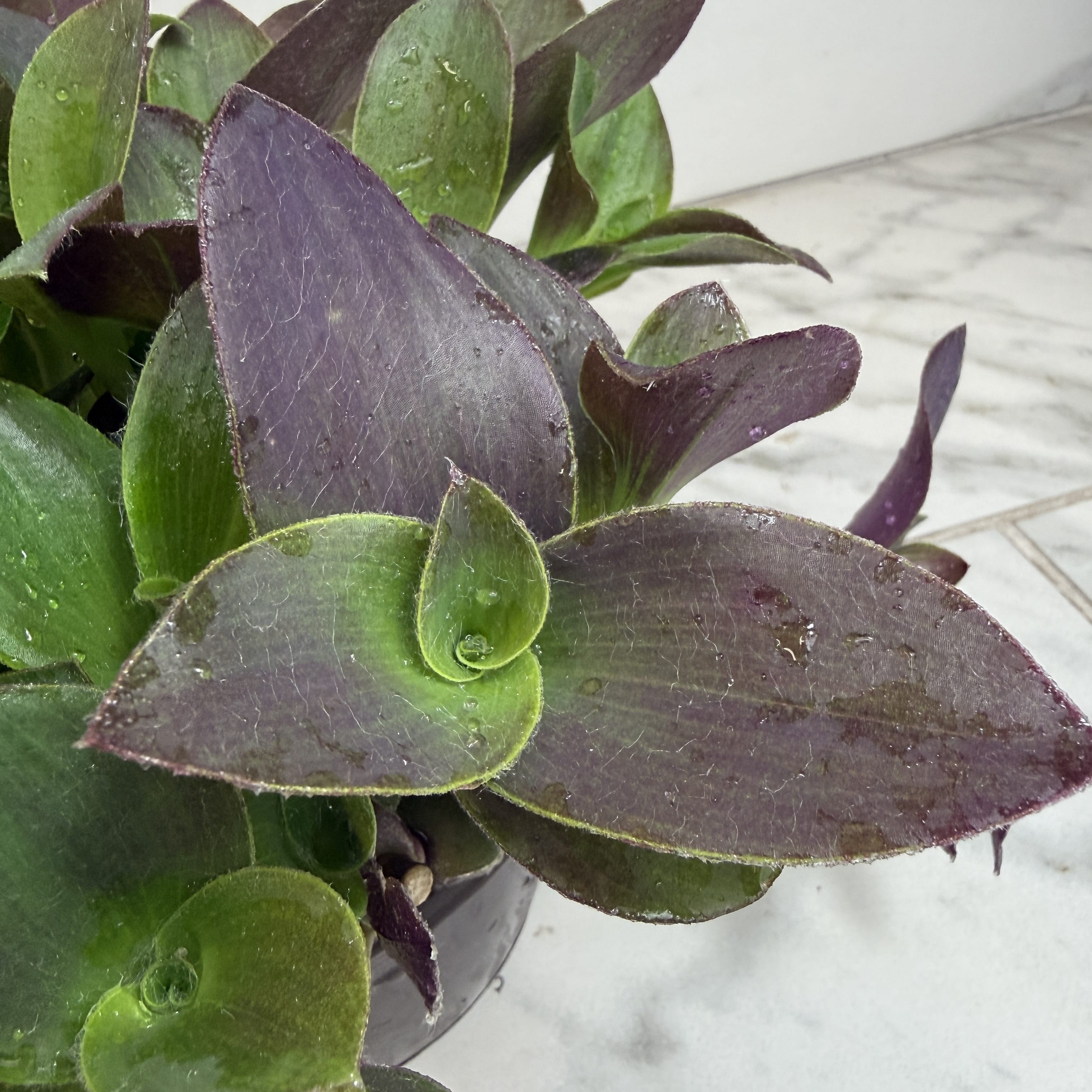 Tradescantia Sillamontana Purple Teddy Bear Vine, 6" Plant live plant - additional view 3