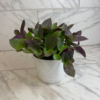 Tradescantia Sillamontana Purple Teddy Bear Vine, 6" Plant live plant - additional view 4