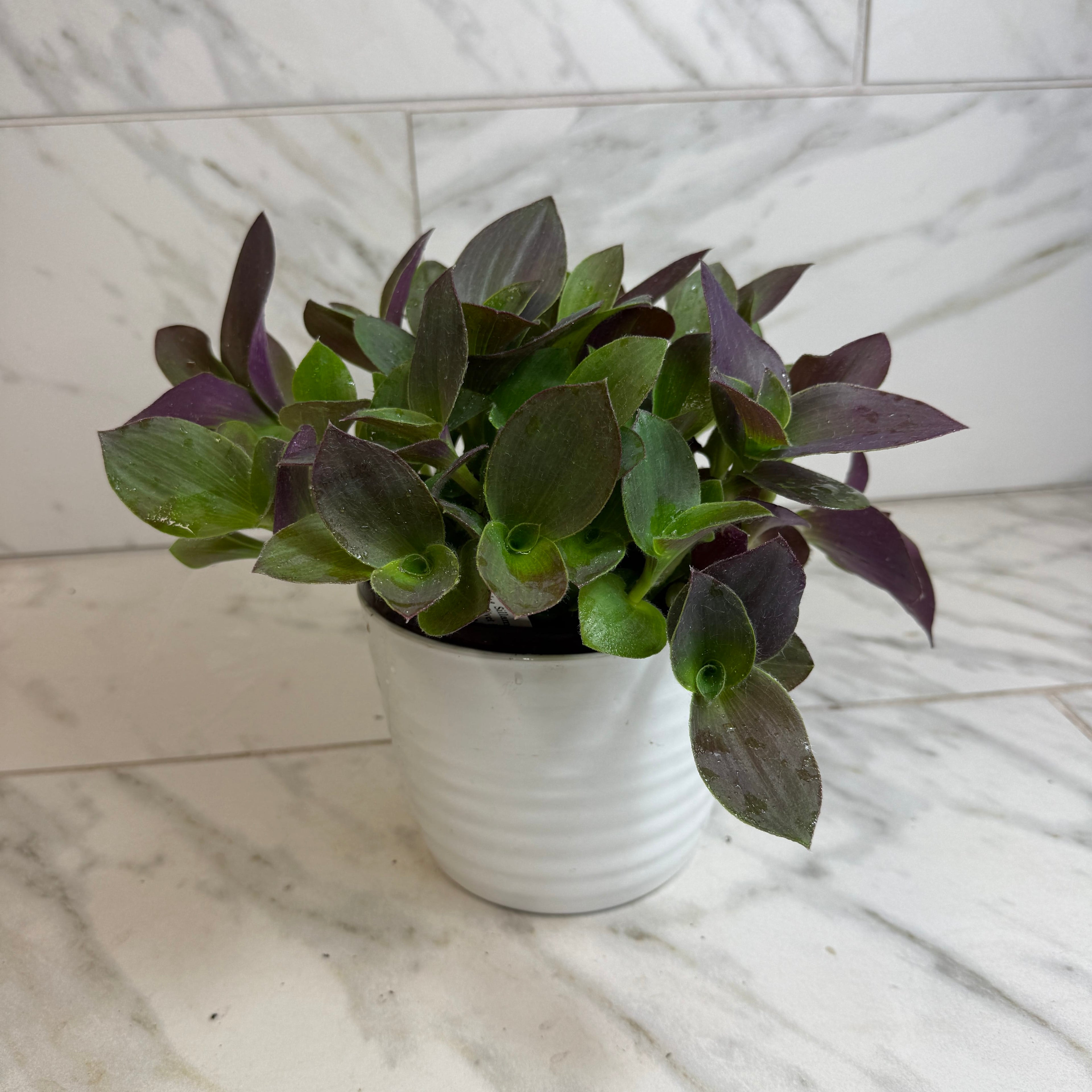 Tradescantia Sillamontana Purple Teddy Bear Vine, 6" Plant live plant - additional view 4