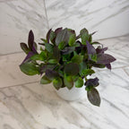 Tradescantia Sillamontana Purple Teddy Bear Vine, 6" Plant live plant - additional view 5