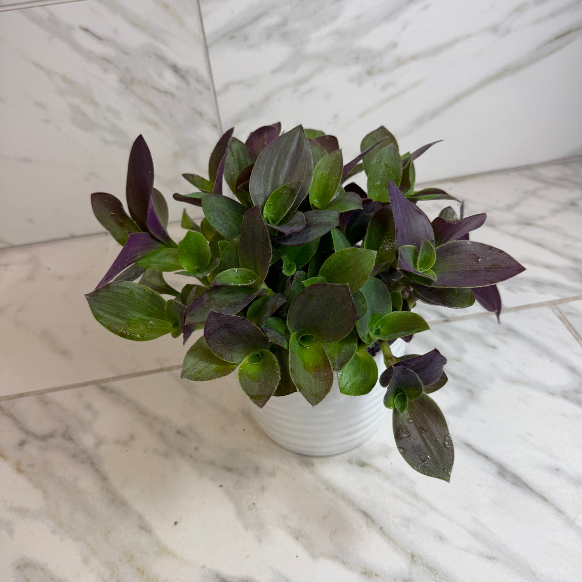 Tradescantia Sillamontana Purple Teddy Bear Vine, 6" Plant live plant - additional view 5