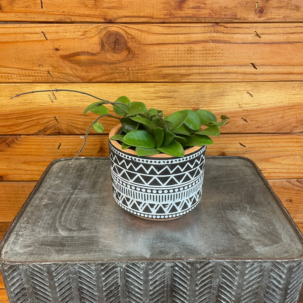 Hoya CV Chouke, 4" Plant live plant
