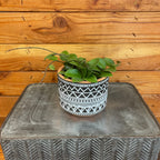 Hoya CV Chouke, 4" Plant live plant