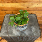 Hoya CV Chouke, 4" Plant live plant - additional view 2