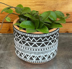Hoya CV Chouke, 4" Plant live plant - additional view 3