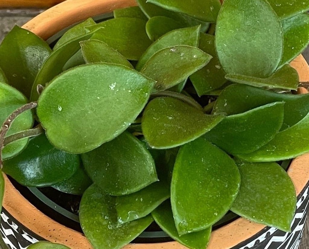 Hoya CV Chouke, 4" Plant live plant - additional view 4