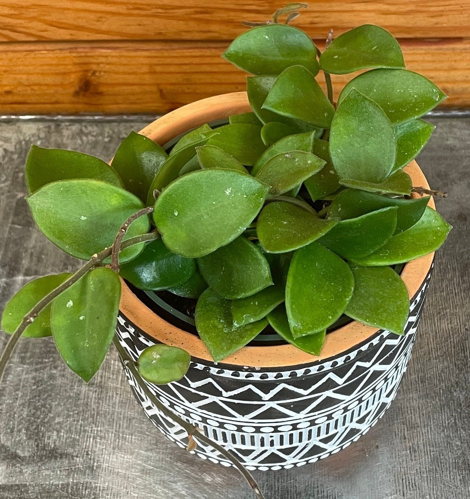Hoya CV Chouke, 4" Plant live plant - additional view 5