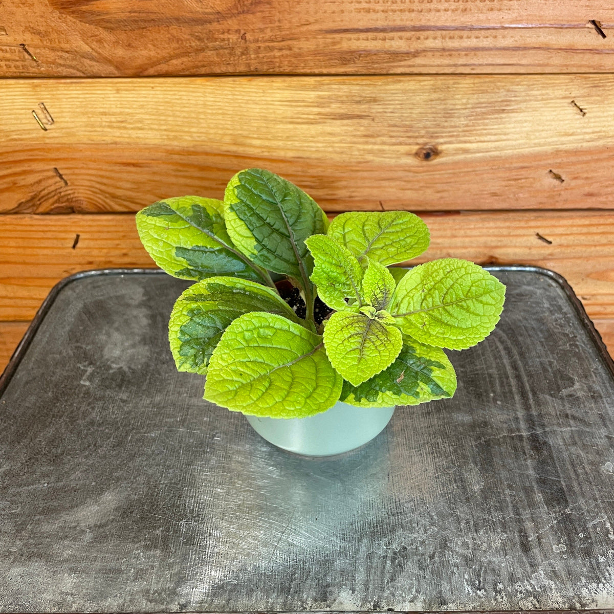 Plectranthus Guacamole, 2" Plant live plant