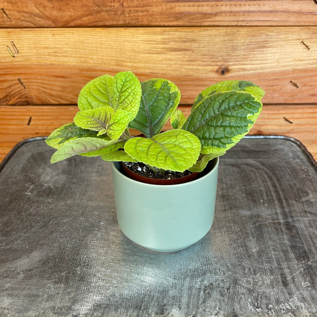 Plectranthus Guacamole, 2" Plant live plant - additional view 2