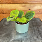 Plectranthus Guacamole, 2" Plant live plant - additional view 2