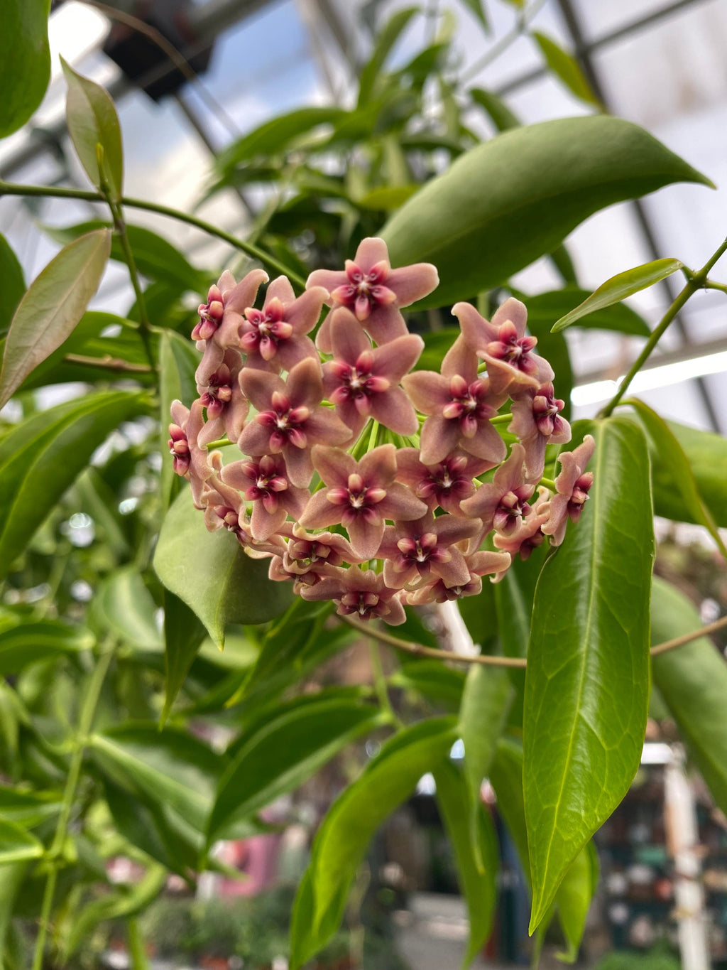 Hoya Rubida, 2" Plant live plant