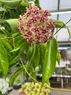 Hoya Rubida, 2" Plant live plant - additional view 2