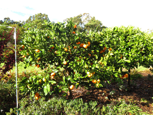 Owari Satsuma Tree
