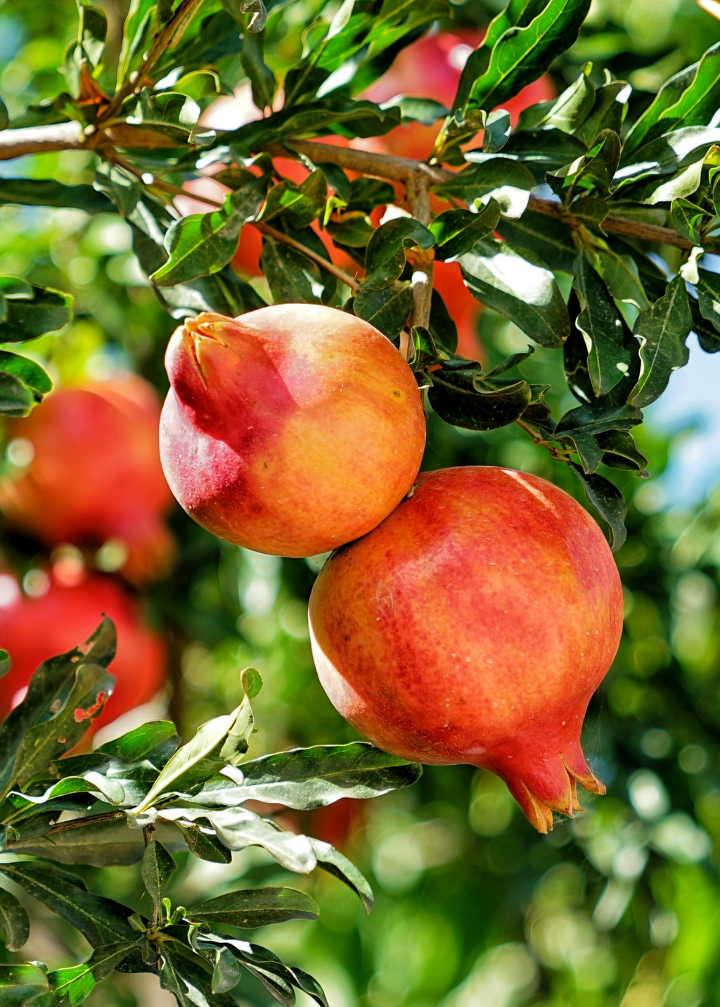 Parfianka Pomegranate Tree live plant - additional view 3