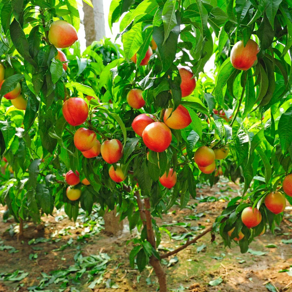 Multi-Fruit Peach Tree live fruit plant