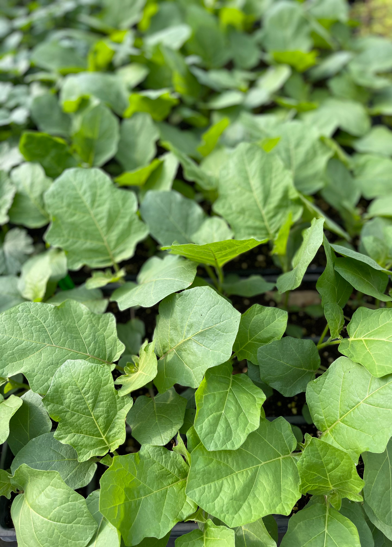 Thai Eggplant — Live Vegetable Plant