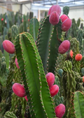 Peruvian Apple Cactus — Cereus repandus