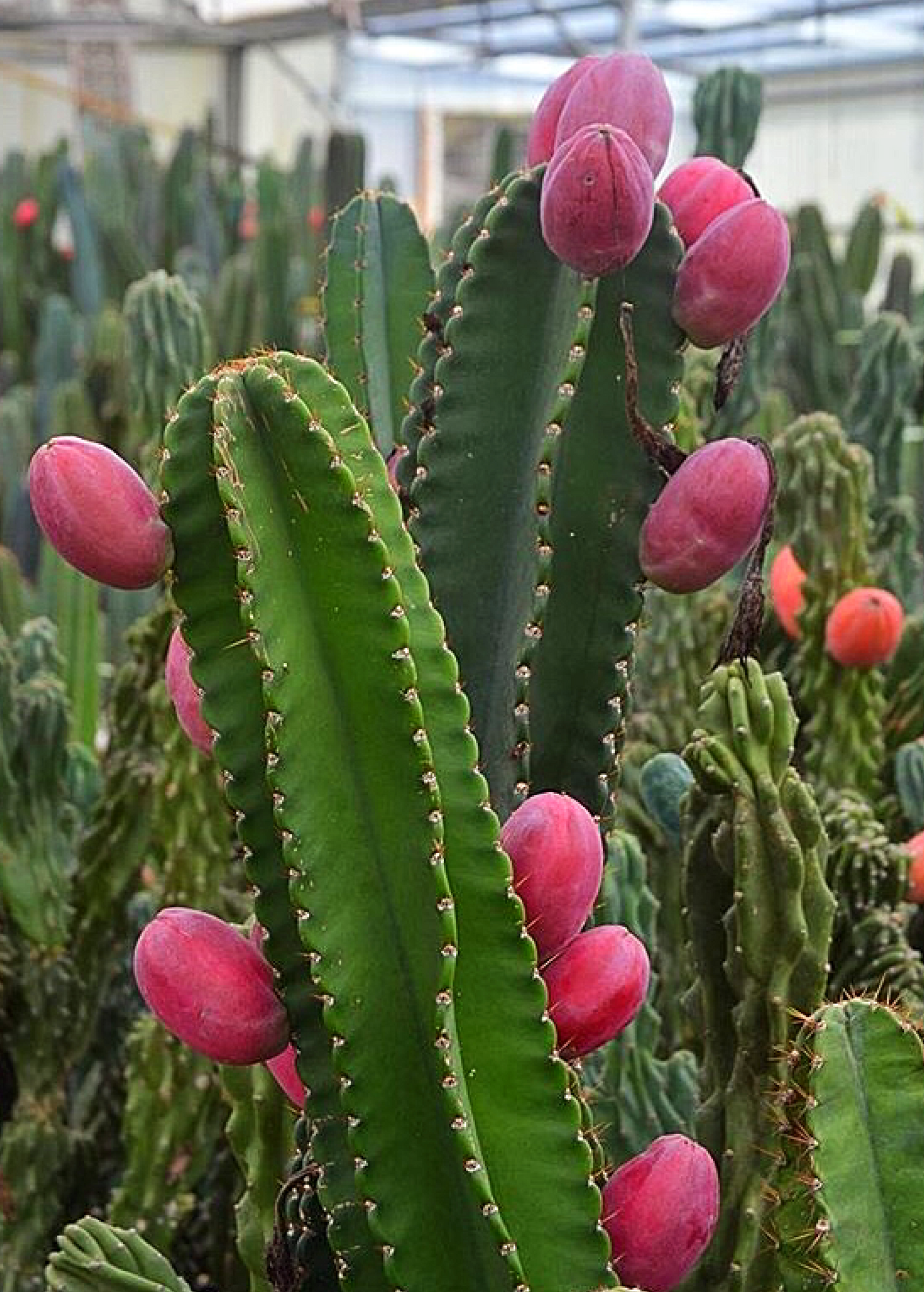 Peruvian Apple Cactus — Cereus repandus