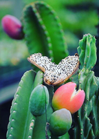 Peruvian Apple Cactus — Cereus repandus
