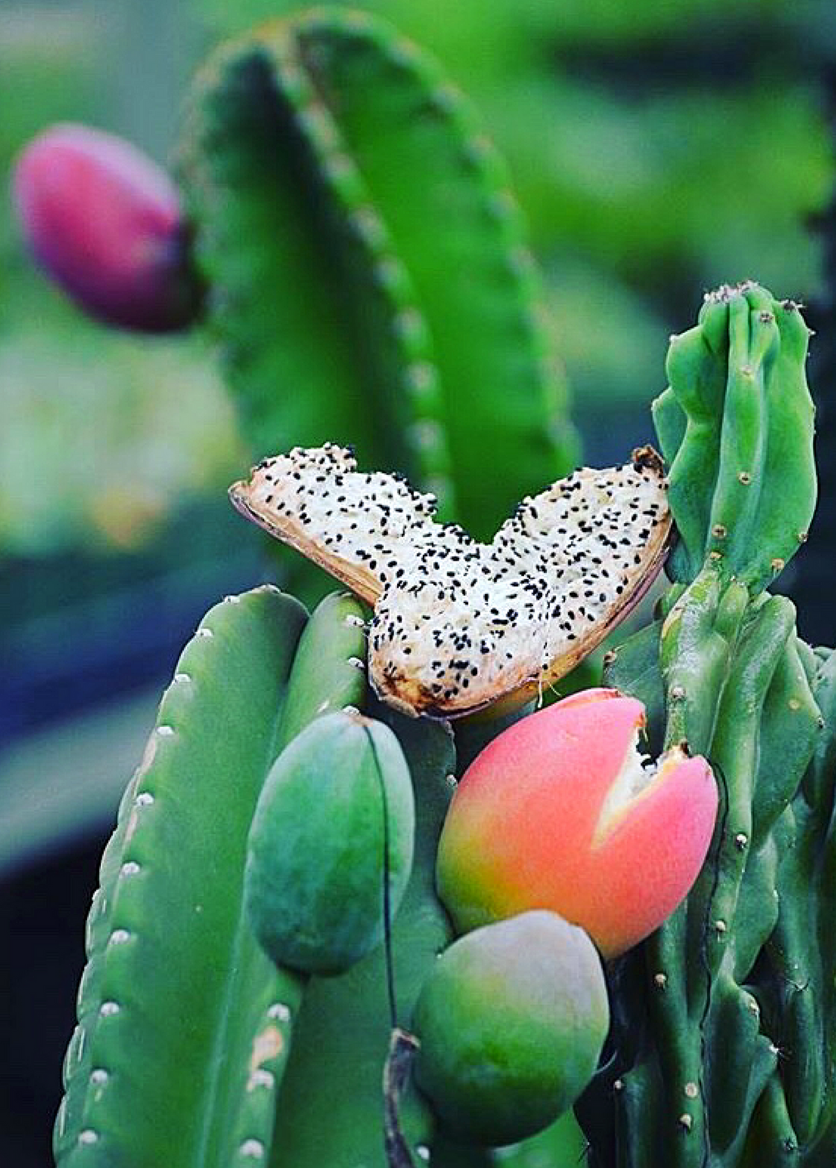 Peruvian Apple Cactus — Cereus repandus