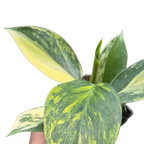 Philodendron 'White Wizard' Tricolor