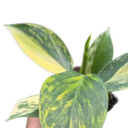 Philodendron 'White Wizard' Tricolor