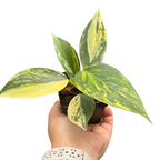 Philodendron 'White Wizard' Tricolor
