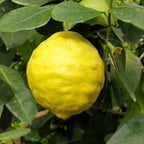 Ponderosa Lemon Tree live fruit plant