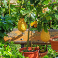 Ponderosa Lemon Tree — 4–6 ft.