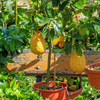 Ponderosa Lemon Tree live fruit plant