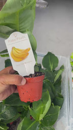 Dwarf Banana Tree — Truly Tiny Live Plant Facebook video