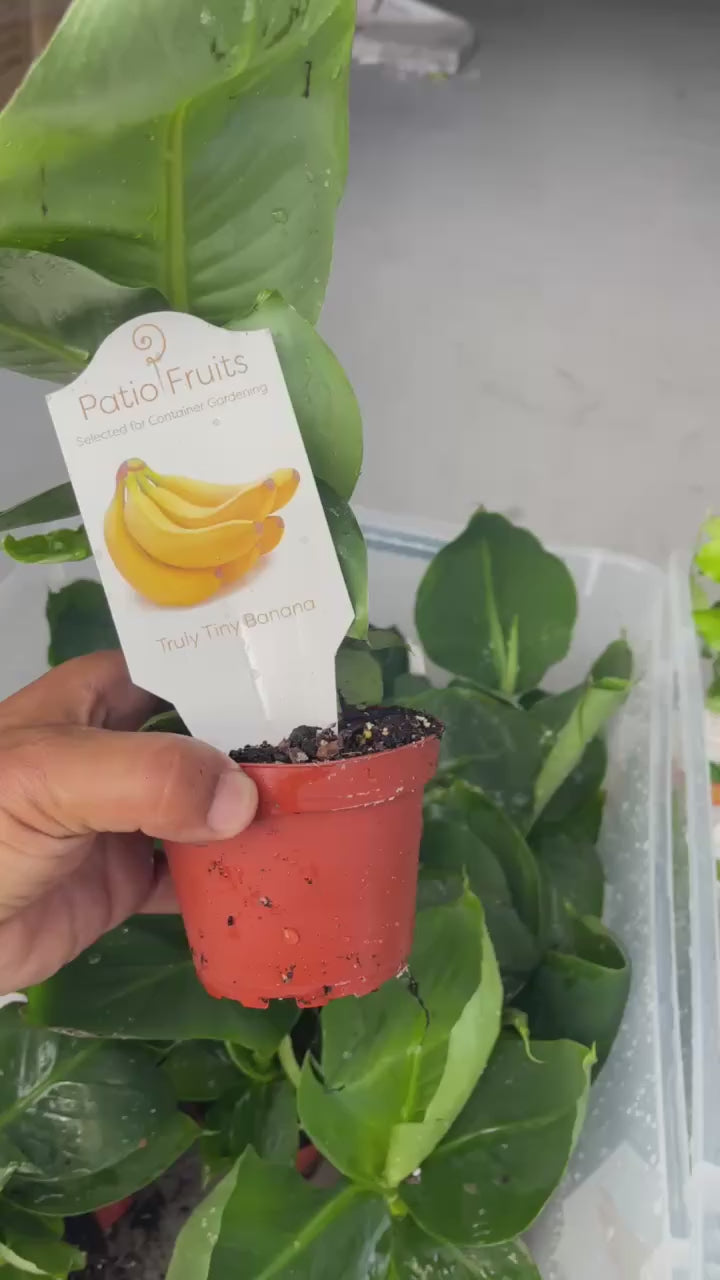 Dwarf Banana Tree — Truly Tiny Live Plant Facebook video