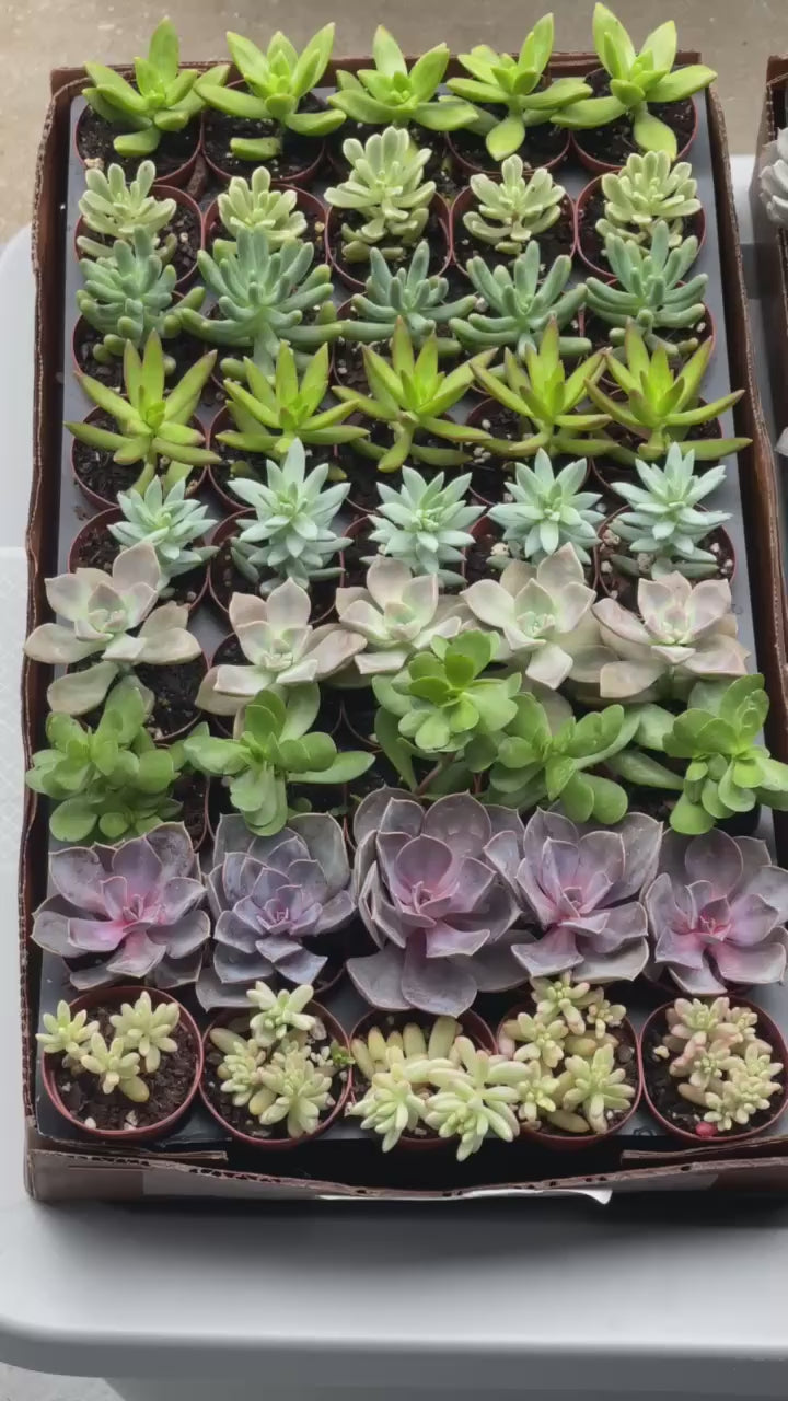 Assorted Colorful Succulent Plants Facebook video