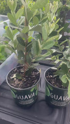 Pineapple Guava (Feijoa) Fruit Tree Facebook video