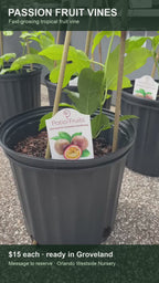 Passion fruit vine Instagram Reel video