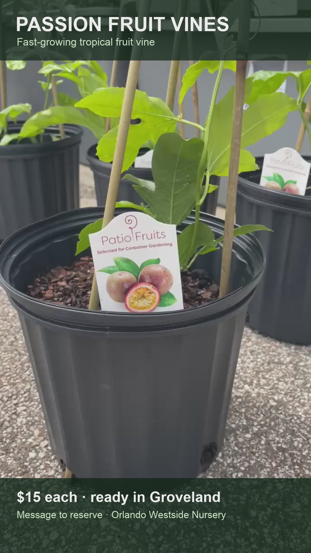 Passion fruit vine Instagram Reel video