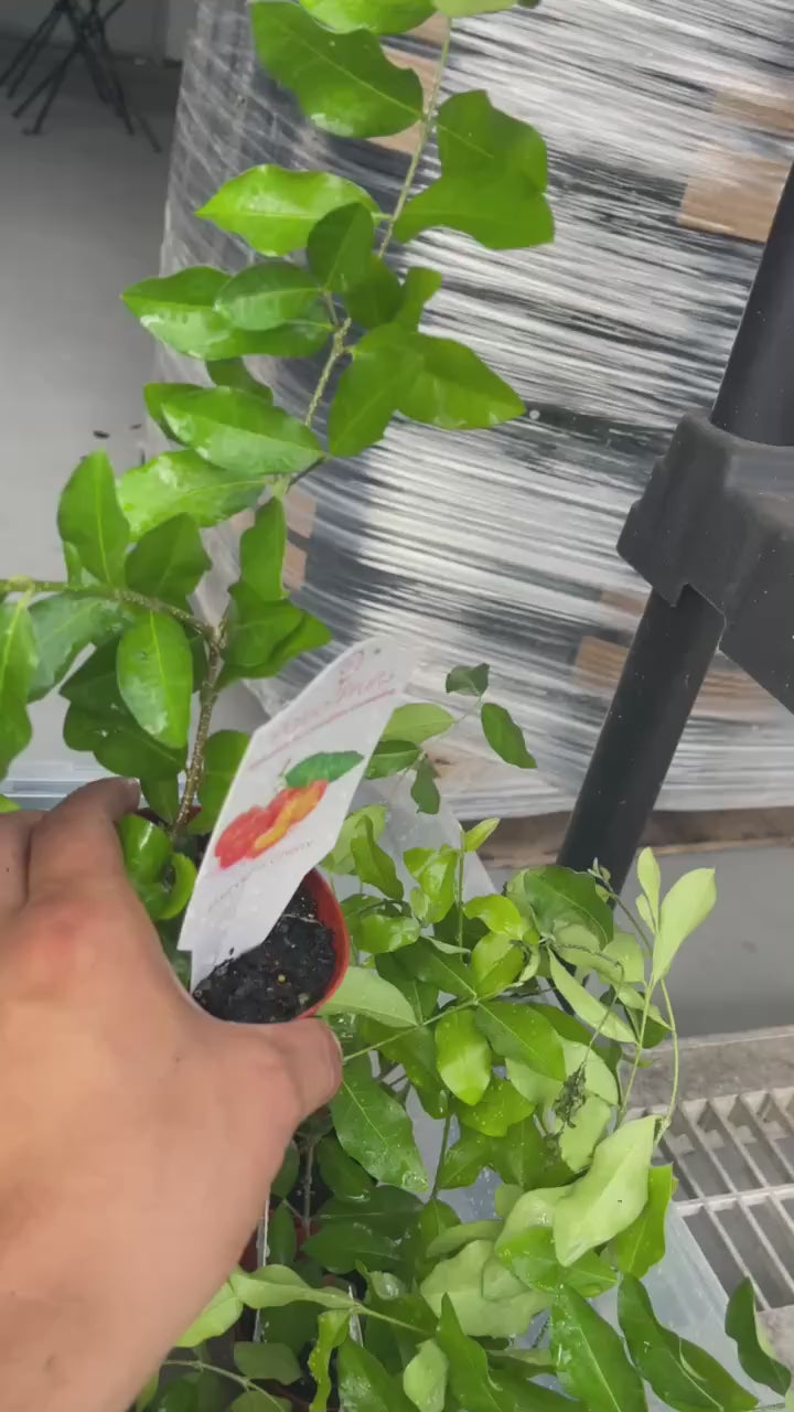 Barbados Cherry (Acerola) Live Fruit Plant Facebook video