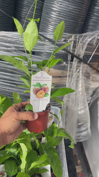 Edible Passion Fruit Vine — Sweet Purple live plant Facebook video