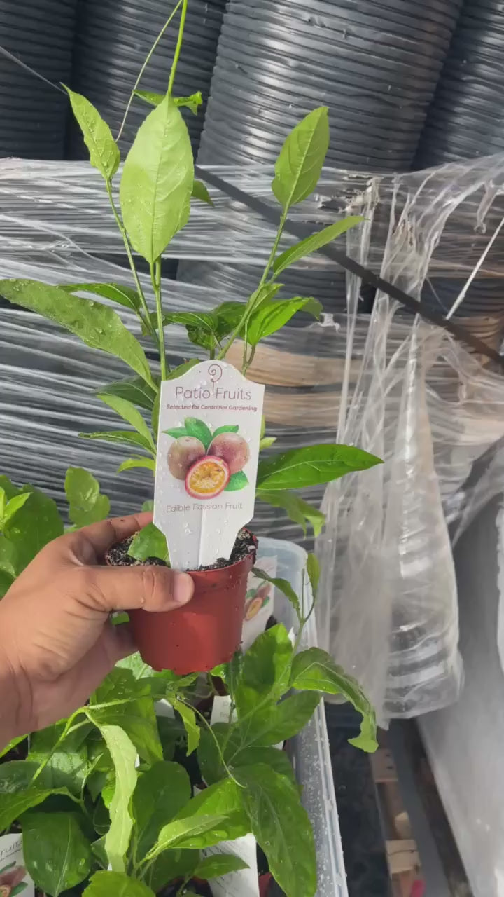 Edible Passion Fruit Vine — Sweet Purple live plant Facebook video