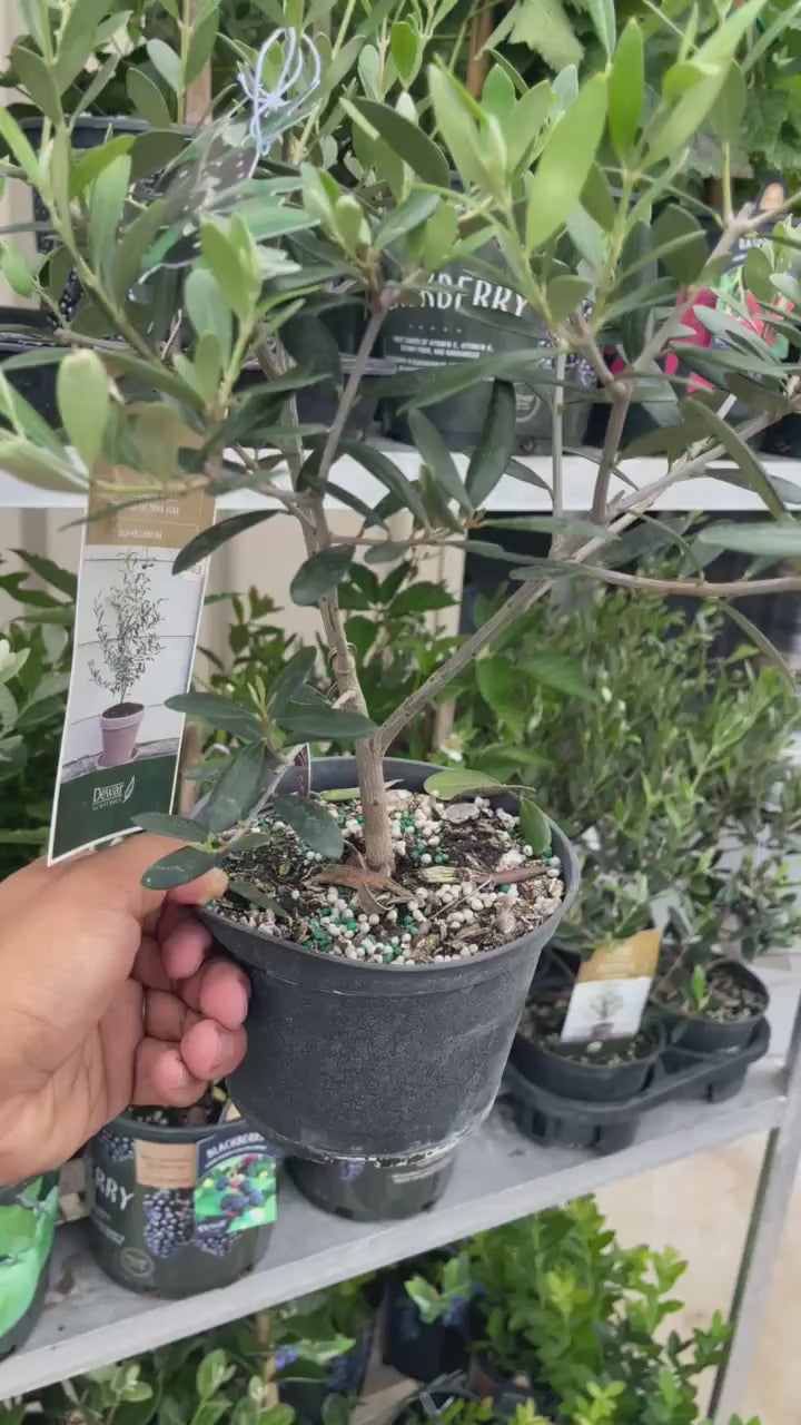 Olive Tree — Self-Pollinating Patio Fruit Tree Facebook video