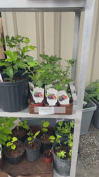 Healthy Fig Tree — Live Fruit Plant Facebook video
