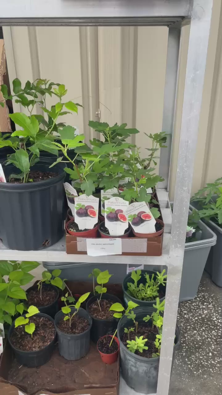 Healthy Fig Tree — Live Fruit Plant Facebook video
