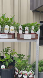 Arabian Coffee Tree — Live Coffee Plant Facebook video